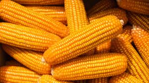 Picture of Corn