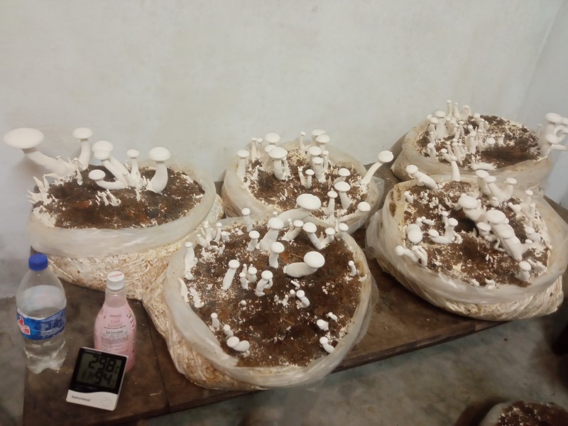 Image for Milky Mushroom 