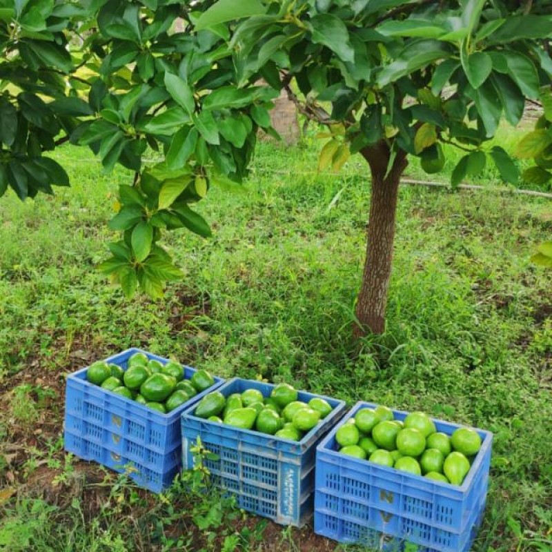 Picture of Yashas Farm