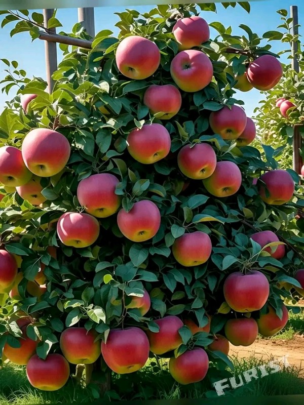 <?php echo USER_S_PICTURE ?>