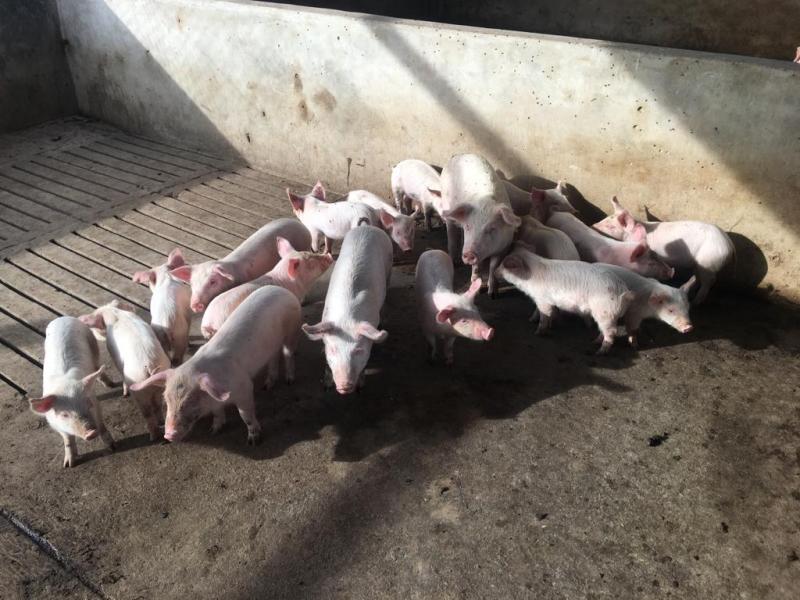 Picture for Large White Weaners 