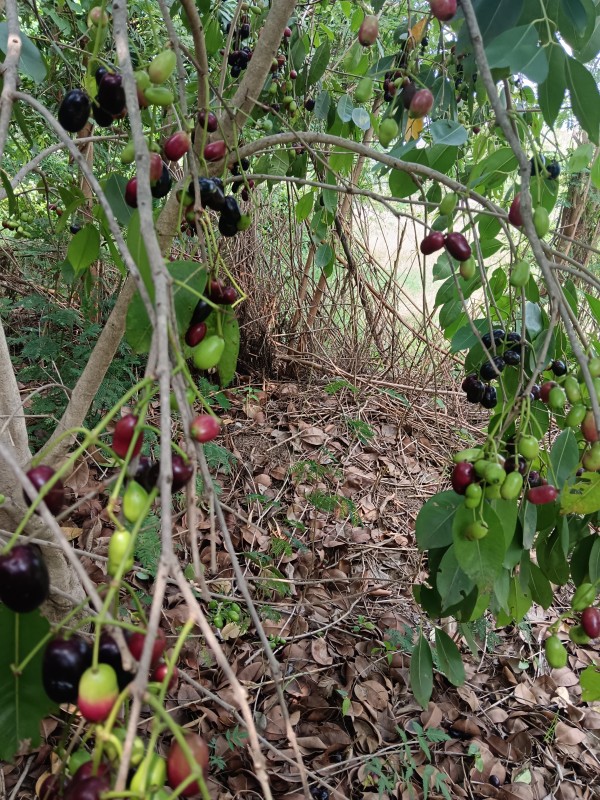 Picture for Fresh jamun plum fruits 