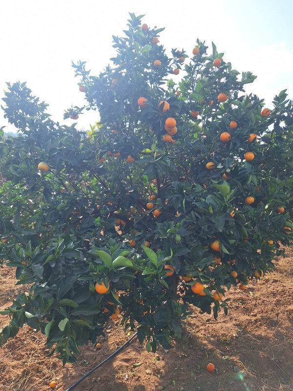 Picture for Pixie oranges 