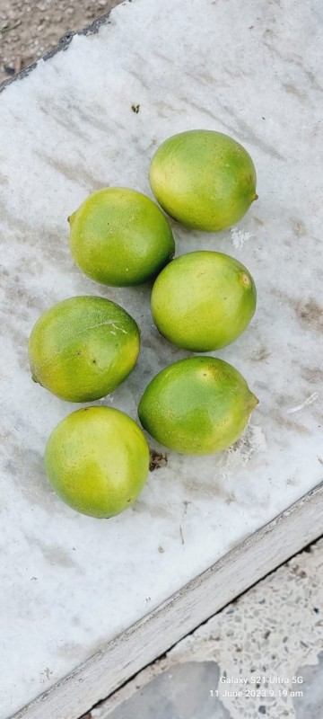 Picture for Fresh lemon 