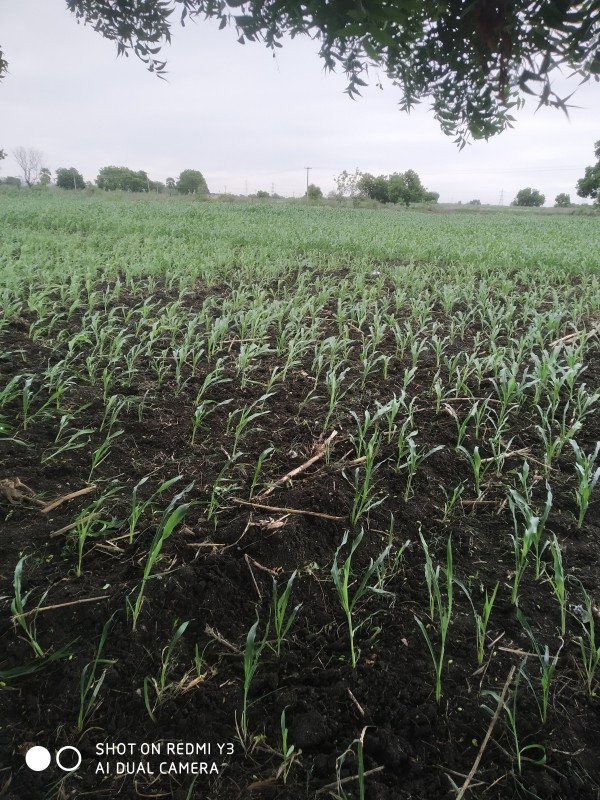 Picture of Alagu herbals