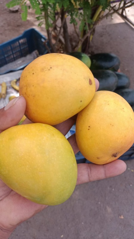 Picture for Fresh Alphonso mangoes