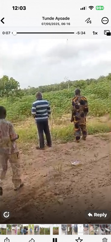 Picture for Cassava tubers on 20  acres 