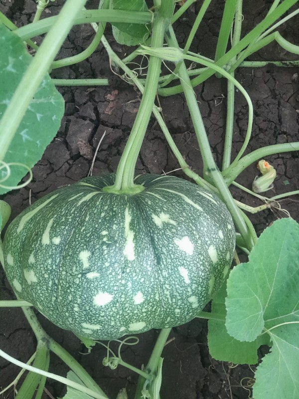 Picture for Fresh pumpkin 